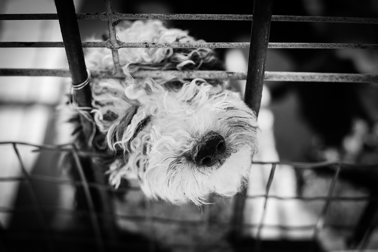 cage chien